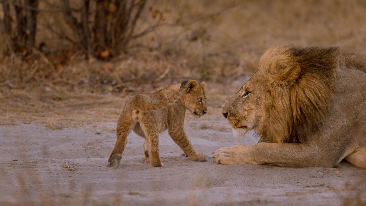 Sčítání lvů ve volné přírodě má nový fígl. Počet šelem prozradí jejich vousy